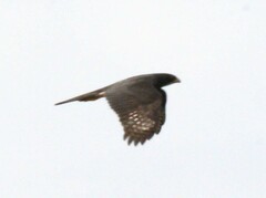 Accipiter melanoleucus