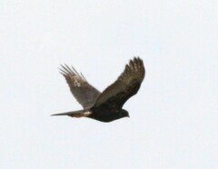 Accipiter melanoleucus