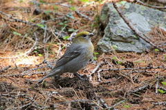 Pinicola enucleator