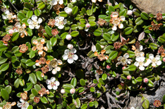 Cotoneaster morrisonensis