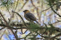 Pinicola enucleator