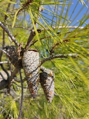 Pinus halepensis