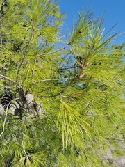 Pinus halepensis