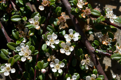 Cotoneaster morrisonensis