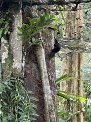 Callosciurus prevostii pluto