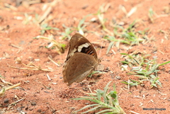 Junonia oenone oenone