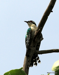 Chrysococcyx caprius