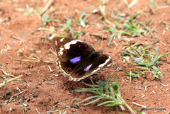 Junonia oenone oenone