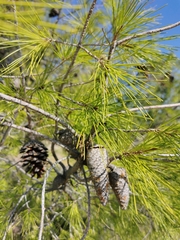 Pinus halepensis