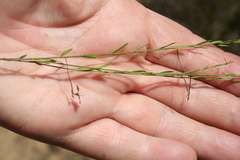 Polygala lehmanniana