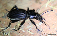 Anthia cinctipennis