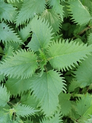 Urtica pilulifera