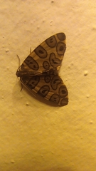 Pantherodes pardalaria