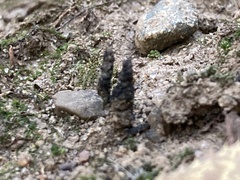 Xylaria hypoxylon