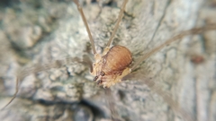 Nelima