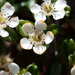 Cotoneaster morrisonensis - Photo (c) Cheng-Tao Lin, μερικά δικαιώματα διατηρούνται (CC BY), uploaded by Cheng-Tao Lin