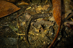 Plethodon welleri