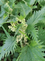 Urtica pilulifera