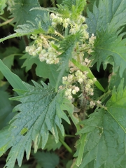 Urtica pilulifera