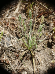 Plantago bellardii