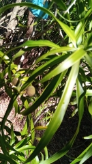 Dracaena