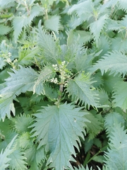 Urtica pilulifera