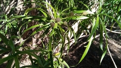Dracaena