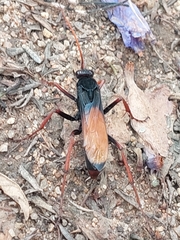 Tachypompilus ignitus