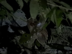 Batrachostomus auritus