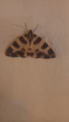 Pantherodes pardalaria