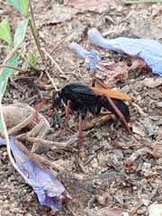 Tachypompilus ignitus