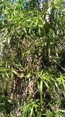 Dracaena