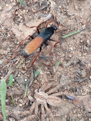 Tachypompilus ignitus