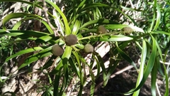 Dracaena