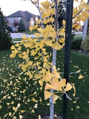 Ginkgo
