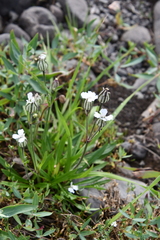 Silene taimyrensis