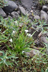 Silene taimyrensis