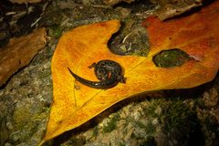 Plethodon welleri