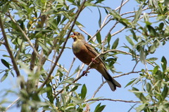 Emberiza hortulana