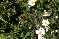 Rosa transmorrisonensis