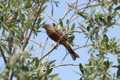 Emberiza hortulana