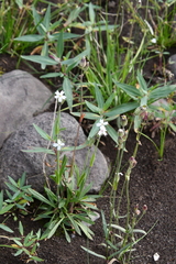 Silene taimyrensis