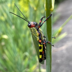 Zoniopoda tarsata