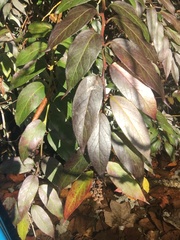 Leucothoe