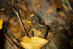 Plethodon welleri