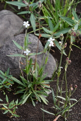 Silene taimyrensis