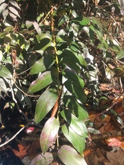 Leucothoe