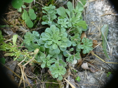 Sedum cepaea
