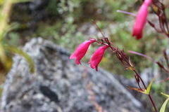 Penstemon hartwegii