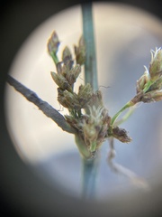 Machaerina rubiginosa